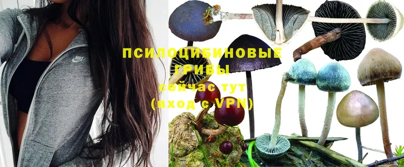 ОМГ ОМГ   закладка  Ставрополь  Галлюциногенные грибы Magic Shrooms 